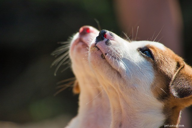 Národní den štěňat:Nejlepší věci, jak naučit nové štěně