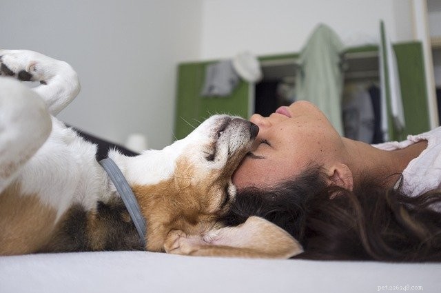Nationale Hondendag:10 feiten die u niet wist over honden