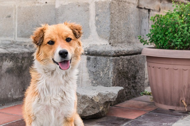 Národní den psů:10 faktů, které jste o psech nevěděli
