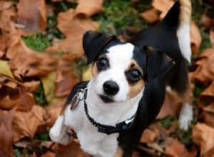 Como escolher a melhor receita para seu cão pequeno