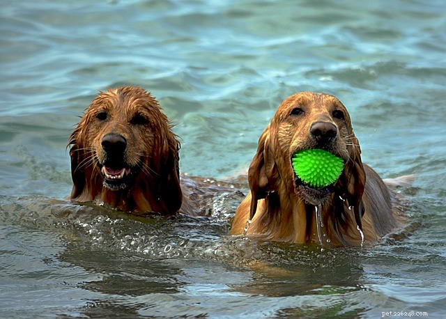 애완동물을 위한 최고의 수영장 및 야외 물놀이 장난감