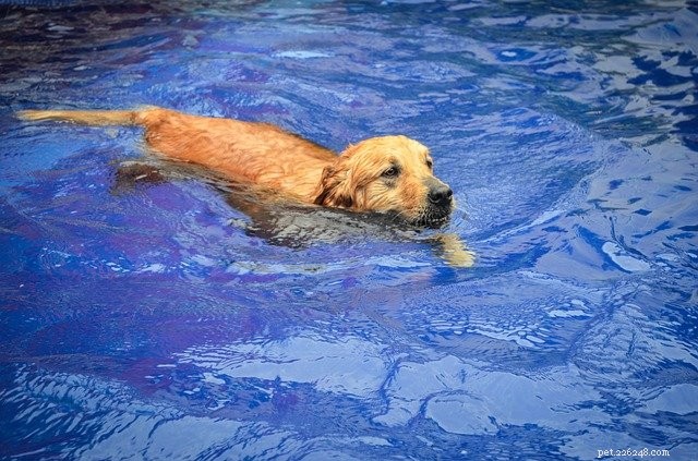 Le migliori piscine e giochi d acqua all aperto per animali domestici