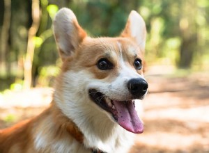 Maneiras de comemorar o dia 4 de julho com seu animal de estimação (que não incluem fogos de artifício)