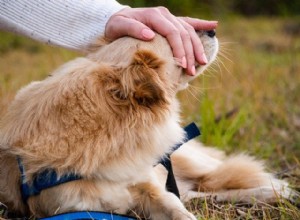 Лучшие учетные записи домашних животных, на которые стоит подписаться прямо сейчас