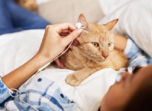 Cães e gatos gostam de música? Sinais de que seu animal de estimação também pode gostar de ouvir