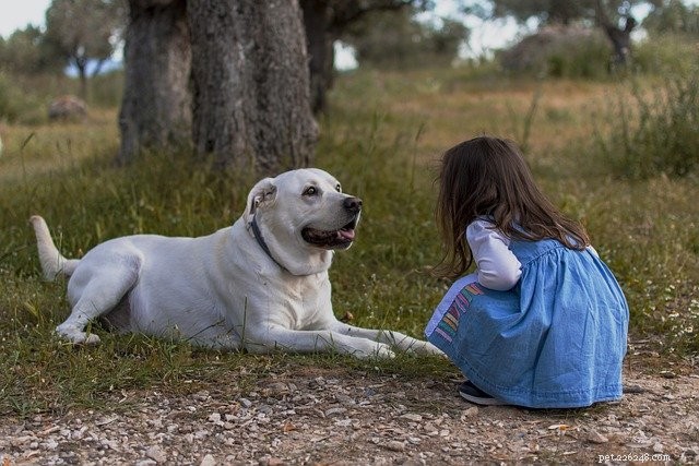 家族のヒント：犬と幼児が平和に共存するのを助ける方法 