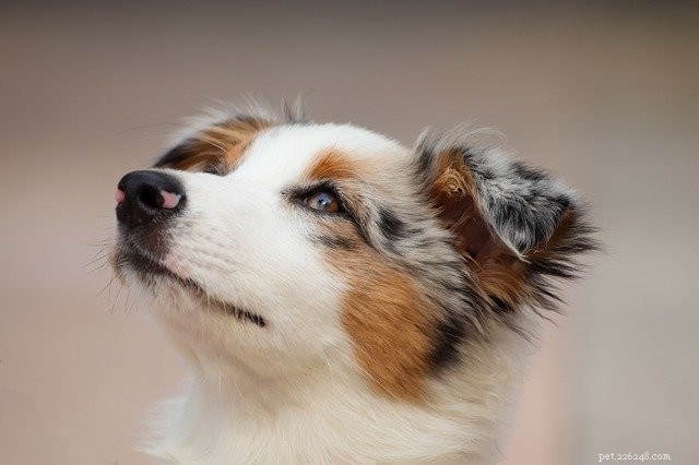 10 tips voor zindelijkheidstraining van een puppy