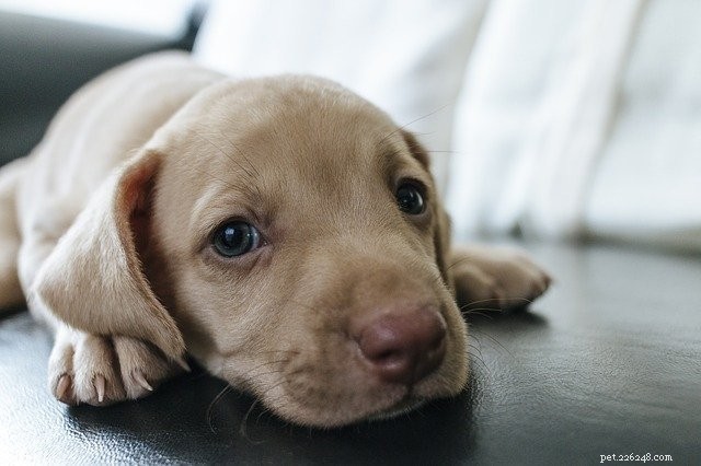 10 tips voor zindelijkheidstraining van een puppy