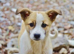 子犬をハウストレーニングするための10のヒント 