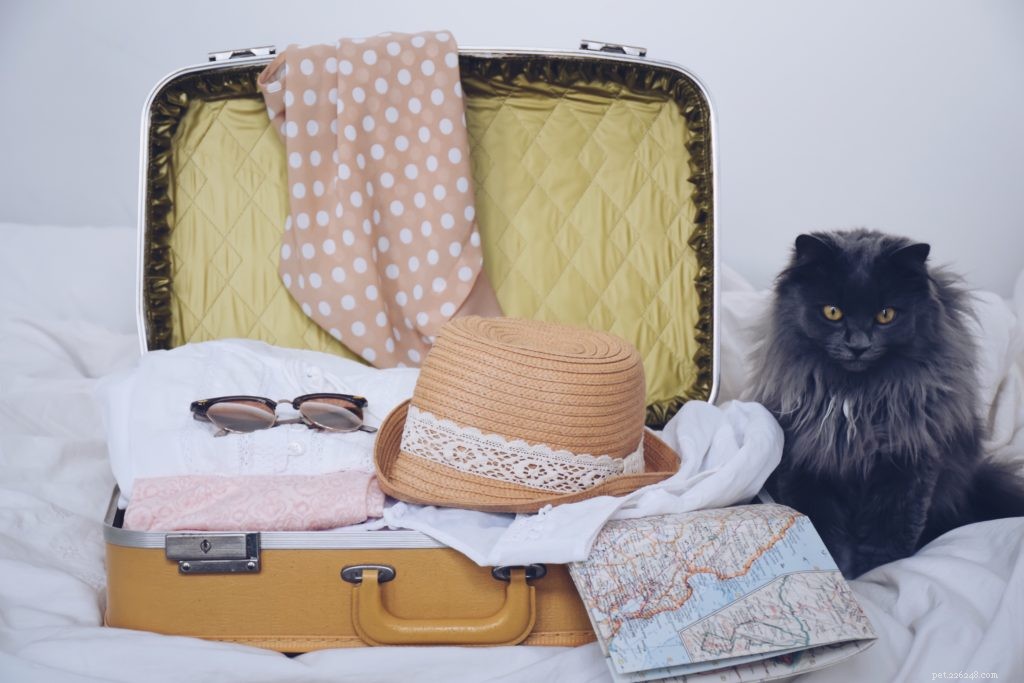 Пора на летние каникулы? Вот как справиться с беспокойством о путешествии у домашних животных