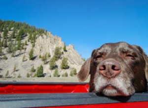 Principais hábitos de vida saudáveis ​​para cães idosos