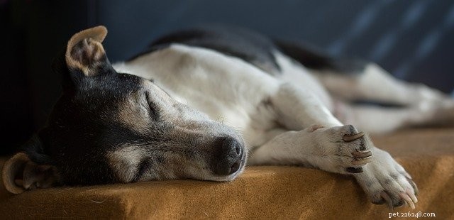 Principais hábitos de vida saudáveis ​​para cães idosos