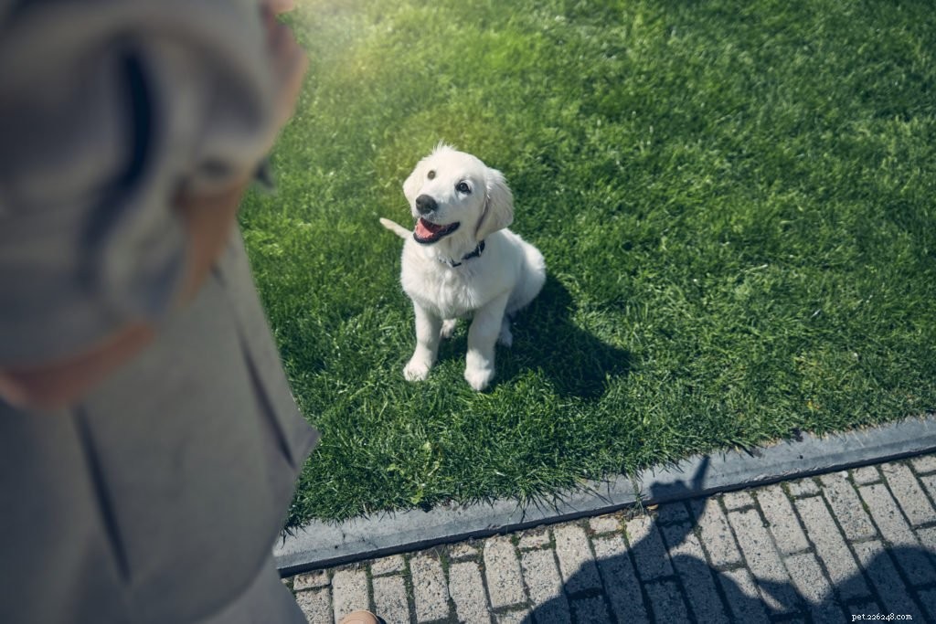 Rinforzo positivo:il modo scientificamente supportato per addestrare con successo il tuo cane