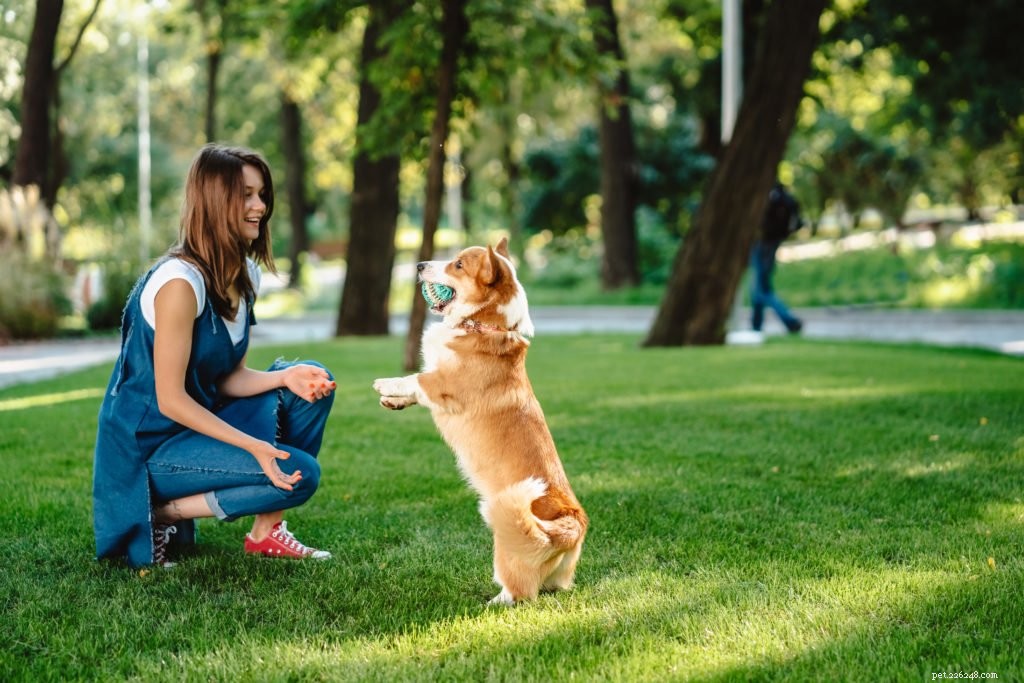 Rinforzo positivo:il modo scientificamente supportato per addestrare con successo il tuo cane