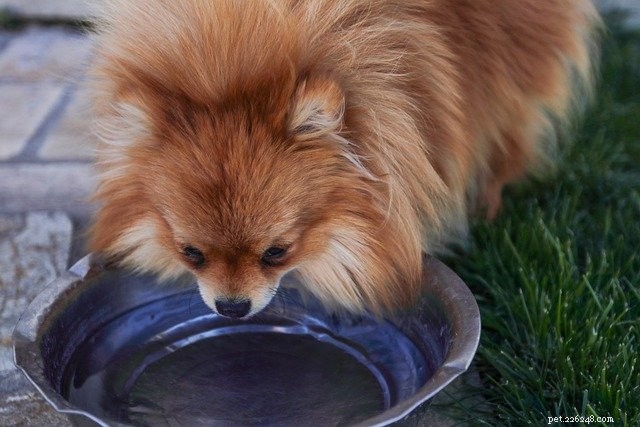 Juli is de National Pet Hydration Awareness Month