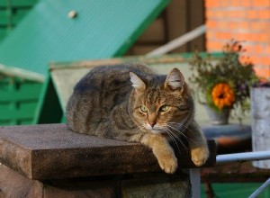 Июль объявлен Национальным месяцем осведомленности о необходимости обезвоживания домашних животных