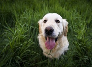 Dr. Aziza compartilha suas principais dicas para pais de animais de estimação para o Dia Mundial do Veterinário