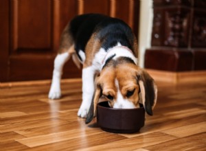 なぜ私の犬は足をなめるのですか？ 