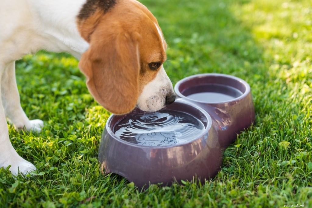Waarom u moet letten op de waterinname van uw honden