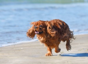 Maneiras de criar sua rotina de exercícios de animais de estimação