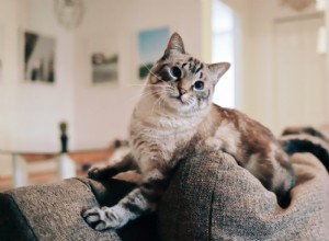 De volta ao escritório:como ajudar seu animal de estimação a se adaptar a essa mudança