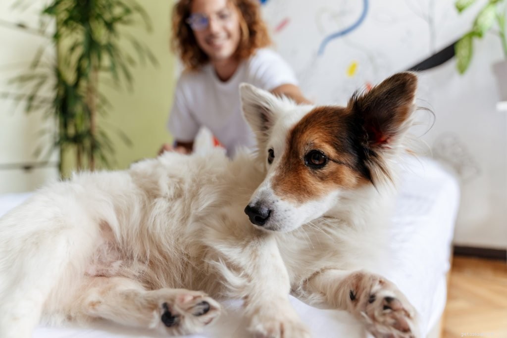Jak najít plán krmení, který bude vyhovovat životnímu stylu vašich psů