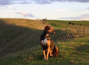 É o Dia Nacional do Cão! Aqui estão alguns motivos para comemorar seu filhote hoje (e todos os dias!)