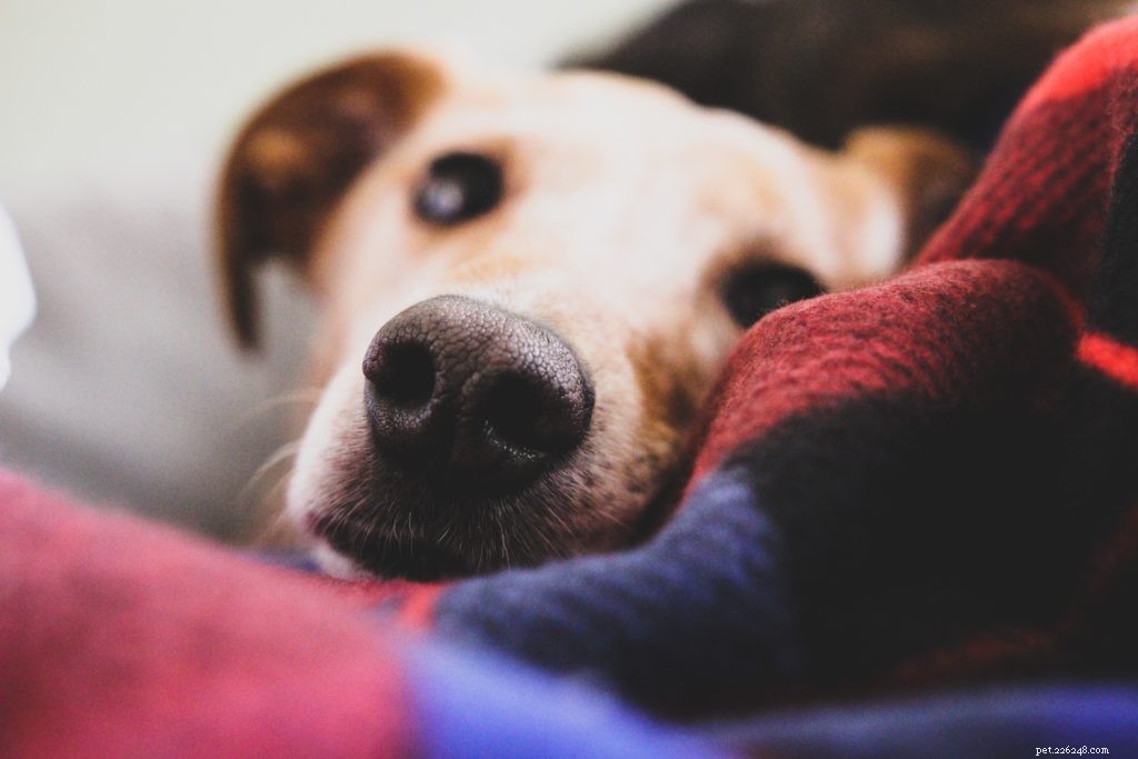 Vad du bör veta innan du köper ett DNA-test för din blandrashund