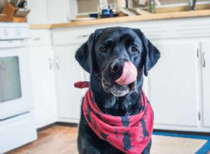 Cuidando de suas maneiras:como fazer seu cão parar de implorar