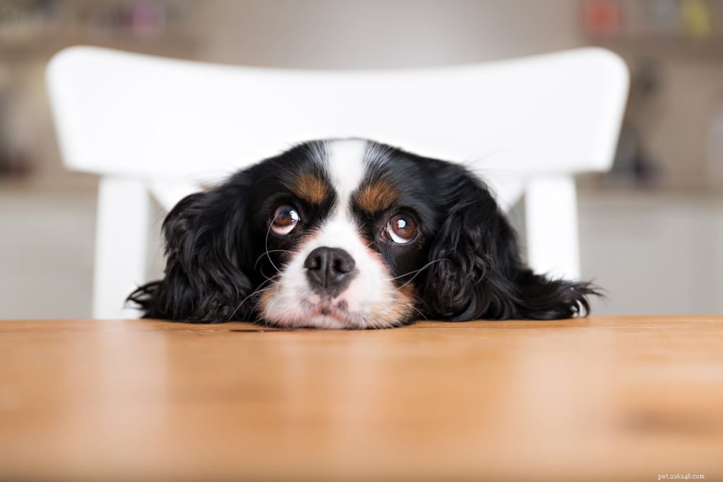 Attenzione alle loro maniere:come convincere il tuo cane a smettere di mendicare