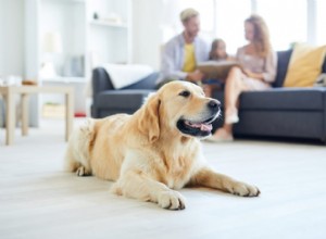 Posso alimentar meu animal de estimação com comida humana? Um pouco de peru de Ação de Graças?