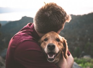 Como adaptar sua casa a um animal de estimação idoso