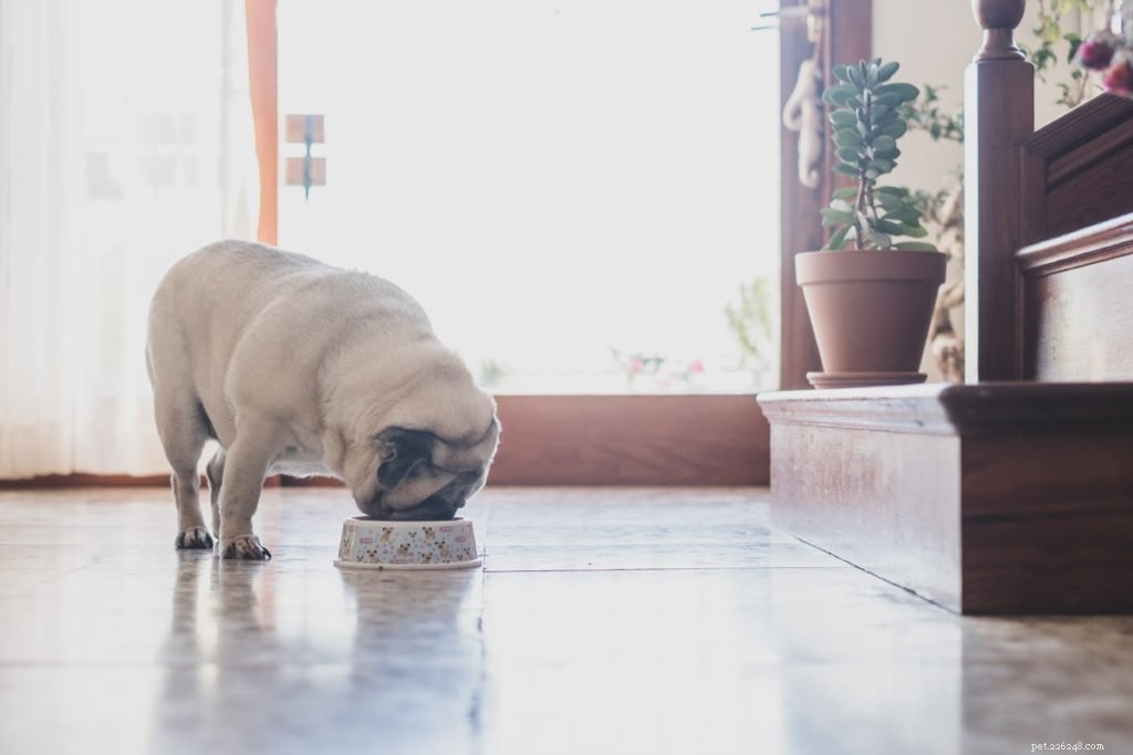 애완동물에게 사람 음식을 먹일 수 있습니까? 추수감사절 칠면조?
