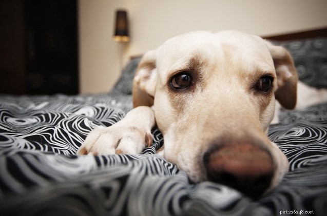 5 bezstresových způsobů, jak se vypořádat s úzkostí ze separace psů