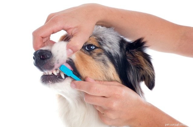 8 tipů, jak zlepšit zubní zdraví vašeho psa