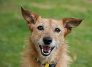 Por que a saúde bucal é tão importante para os cães?