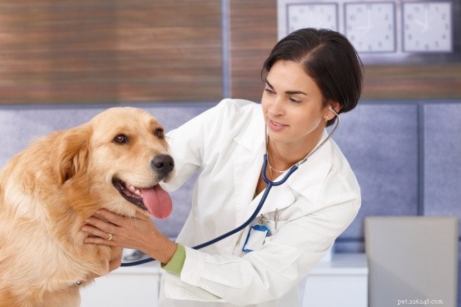 Устраните зуд при аллергии на собак