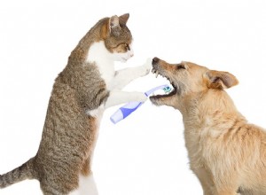 4 Mitos Odontológicos Cachorros Comuns Dignos de Sorrir