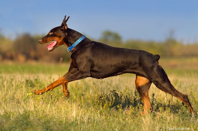 Cutting It Short:The Basics About Tail Docking in Dogs