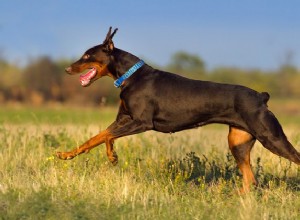 短くする：犬の尾のドッキングについての基本 