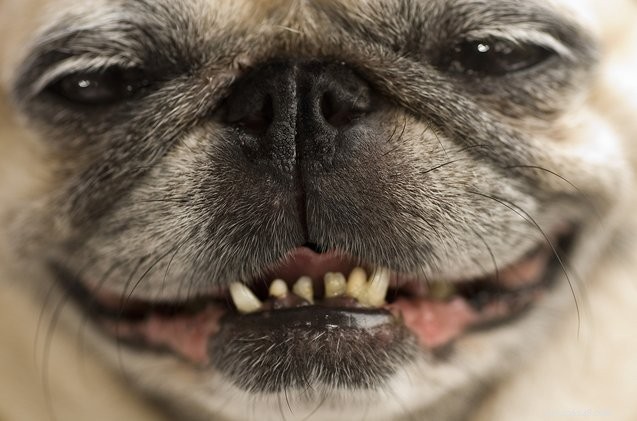 Vanlig tandlossningssjukdom hos hundar