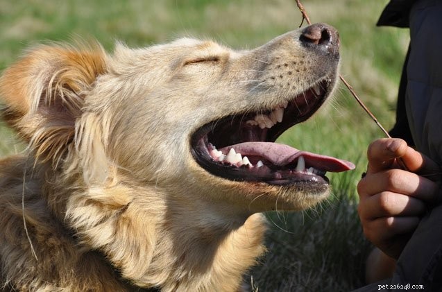 Welke emoties ervaren honden eigenlijk?