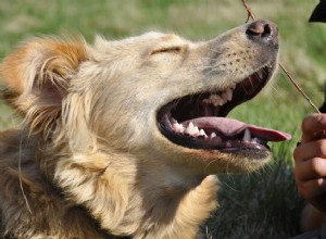 Quais emoções os cães realmente experimentam?