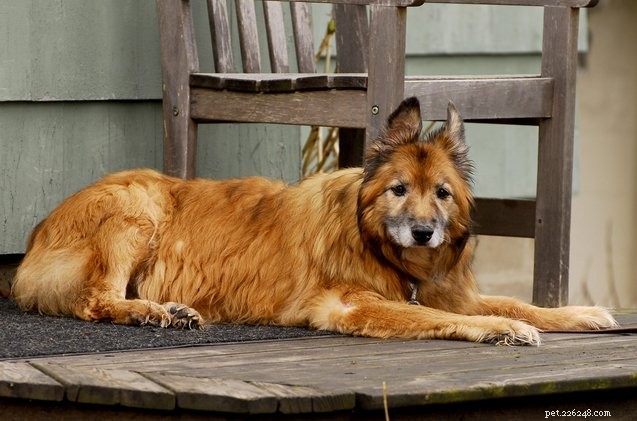 Praten over palliatieve zorg voor oudere honden