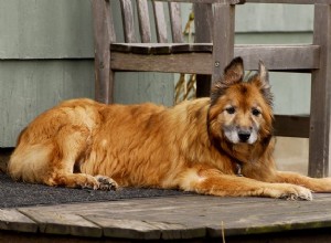 Fala sobre cuidados paliativos para cães idosos