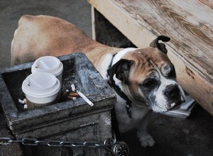 Como o fumo passivo afeta seu cão