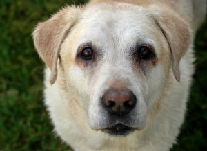 Conselhos de especialistas:Suplementos e dieta para cães idosos