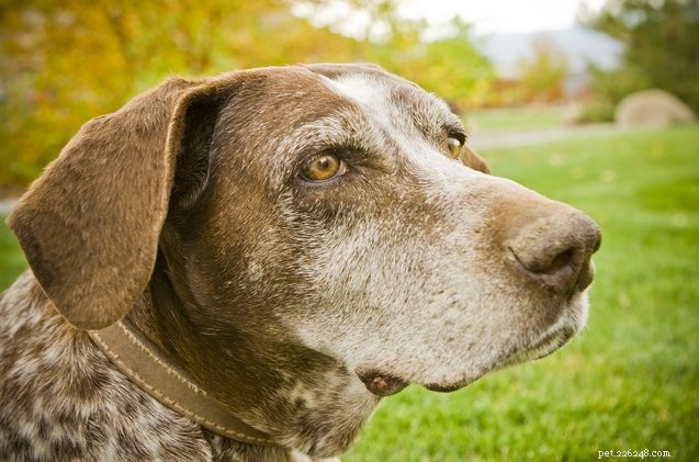 Abc o tom, jak prodloužit život vašeho staršího psa