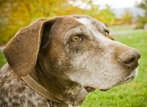 O ABC de como prolongar a vida útil do seu cão idoso