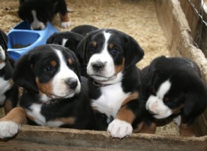 Mythes courants sur la stérilisation et la stérilisation de votre chien